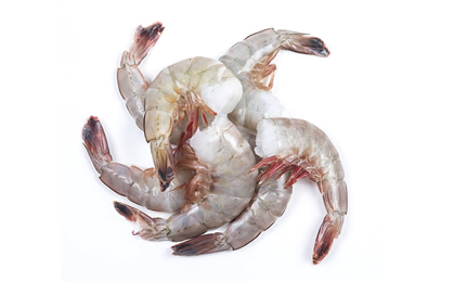 Shrimps PD Large
