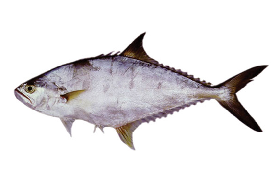 Queen Fish