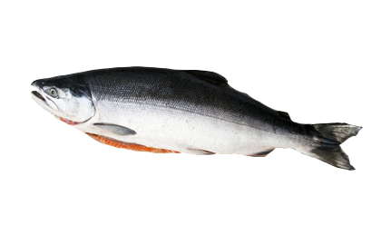 Salmon Whole