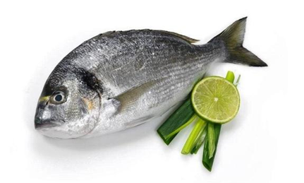 Sea  Bream