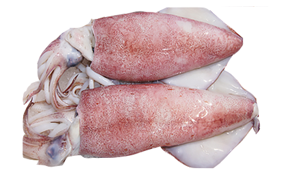 Squid