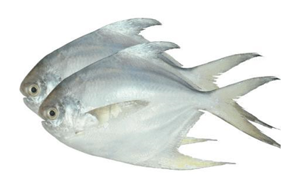 White Pomfret Whole