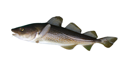 cod