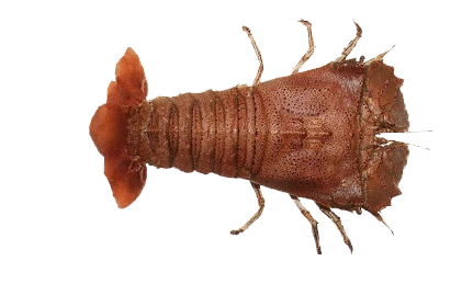 sand lobster